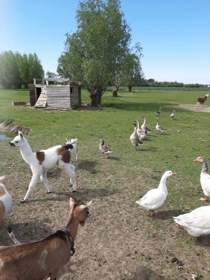Gite Canard Fromelles Eksteriør billede