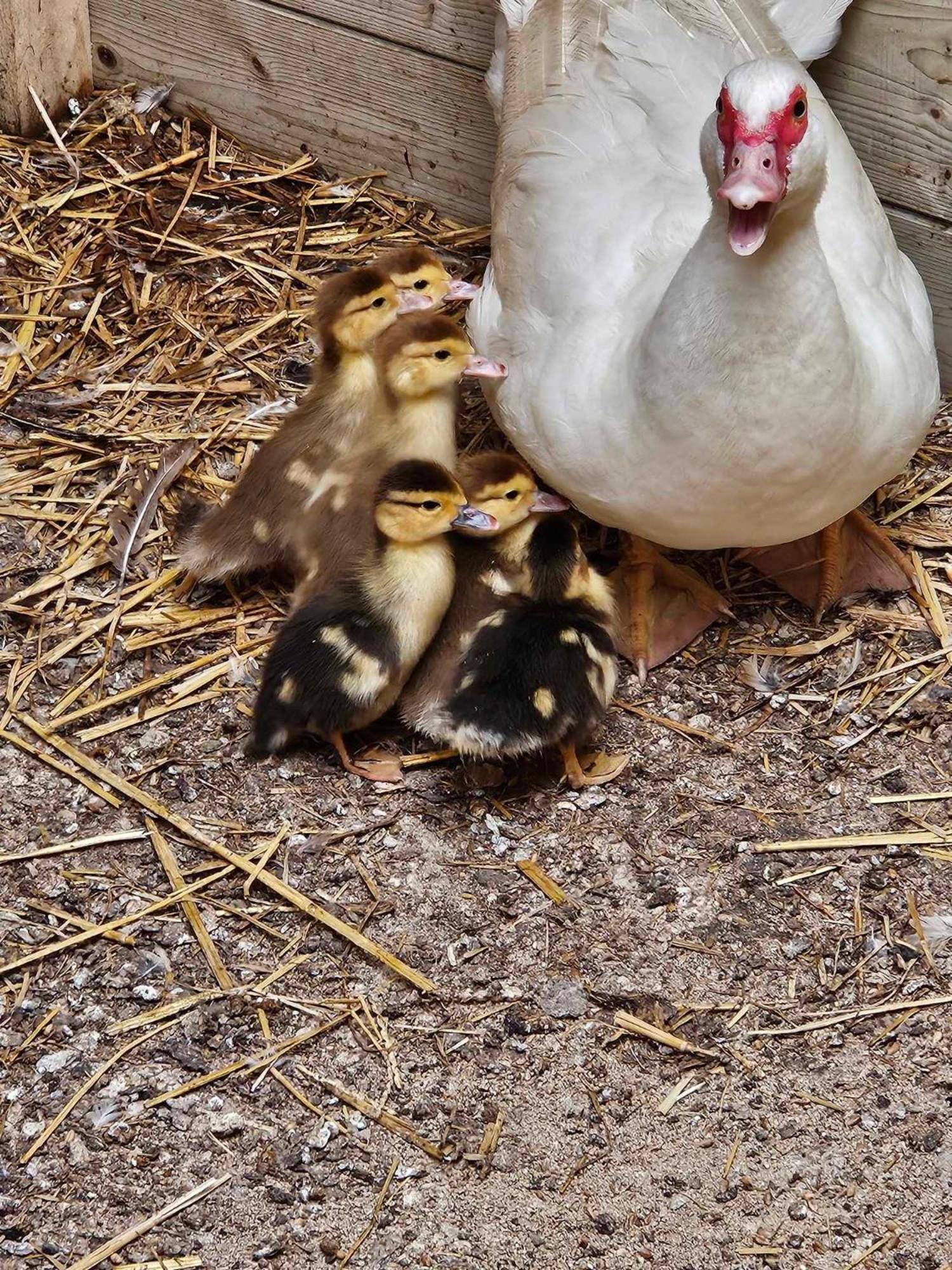 Gite Canard Fromelles Eksteriør billede